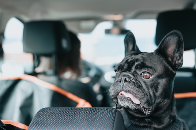 dog in a car on a road trip